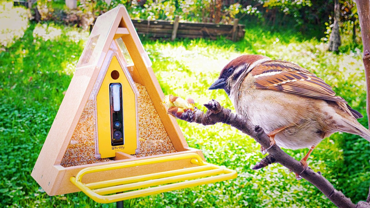 Load video: birddy smart feeder review