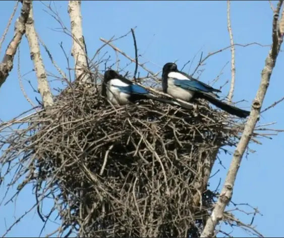 Spring-The-Best-Time-to-Set-Up-Bird-Feeders-and-Nests Reli Technologies