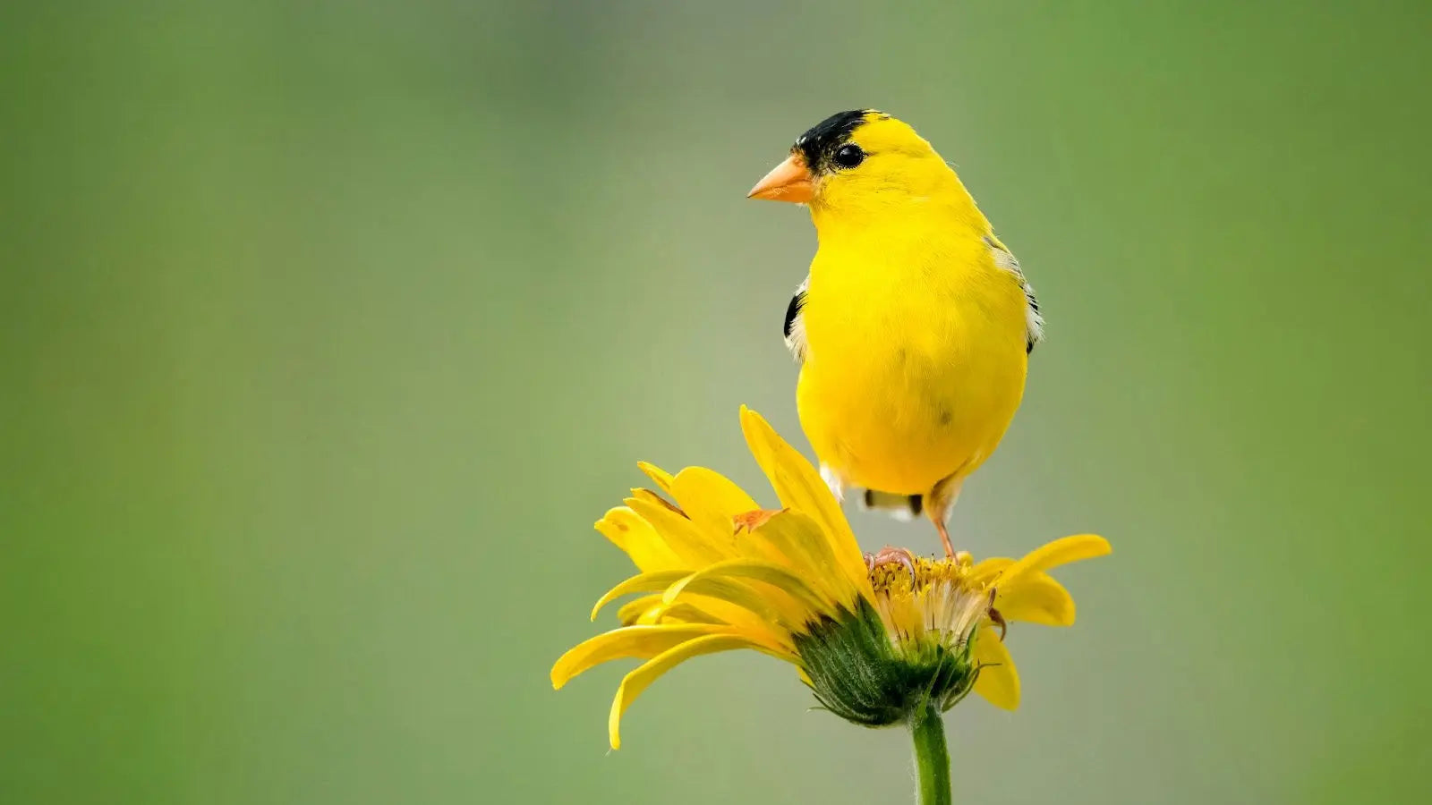 Top 5 Most Common Backyard Birds in the USA – Reli Technologies