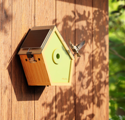 9 Tips to Attract Birds to Nest Your Backyard